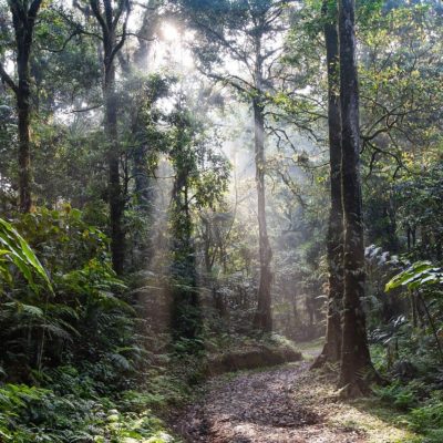 Regenwald: Kleine Taten mit großer Wirkung