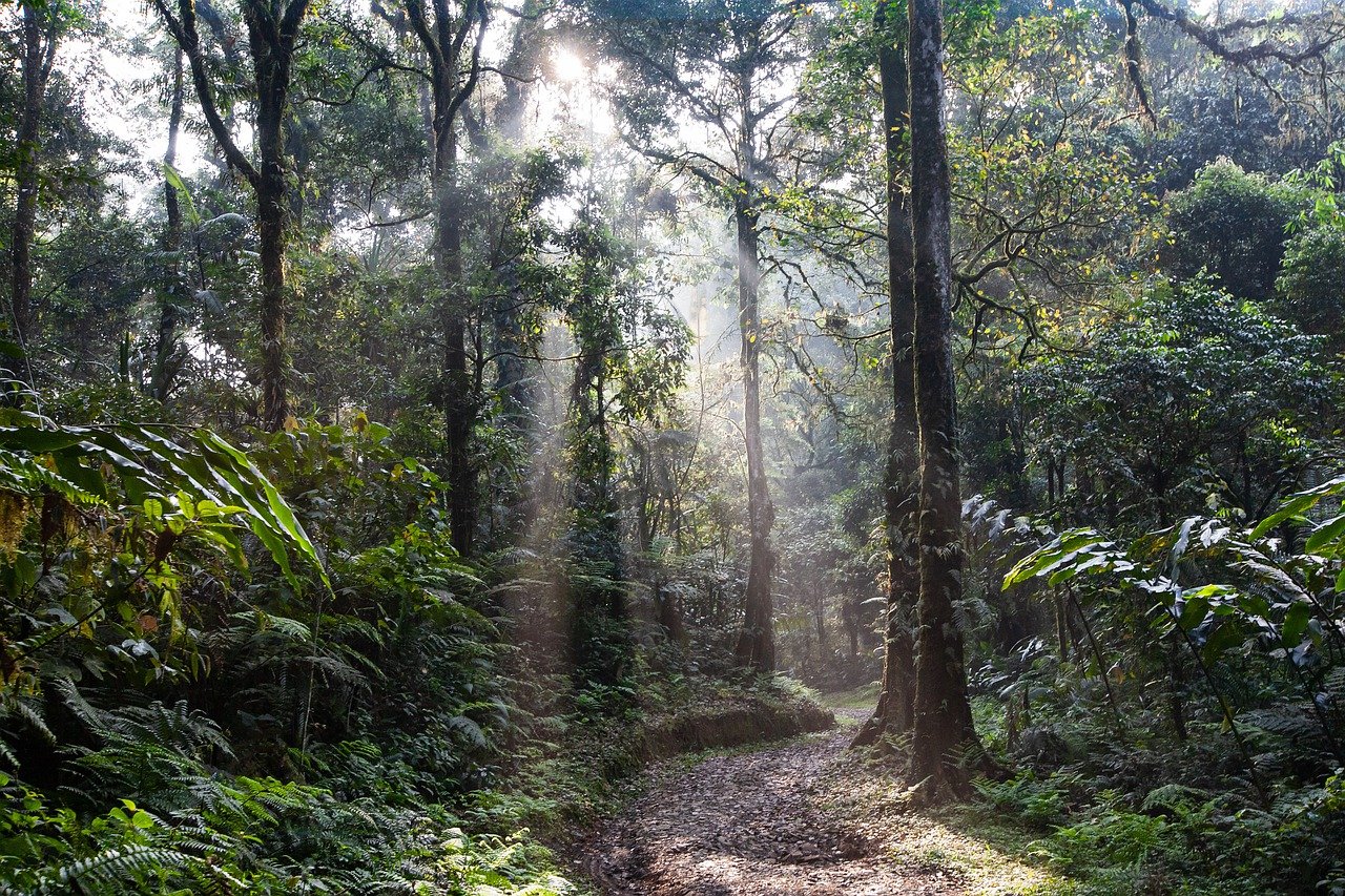 Regenwald: Kleine Taten mit großer Wirkung