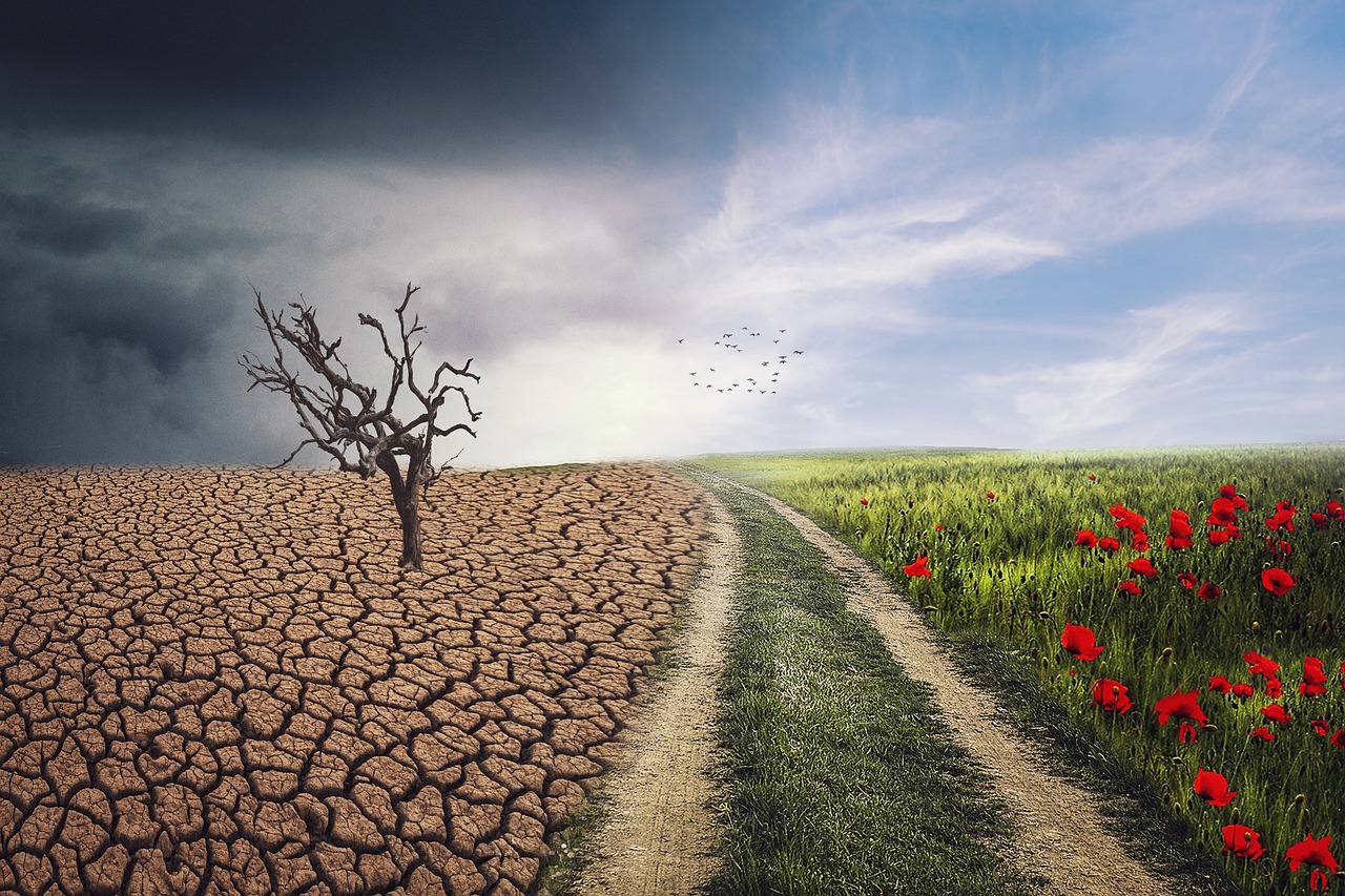 Klimawandel - ein von Dürre gezeichneter Boden auf der linken Seite. Rechts vom Weg eine Blumenwiese